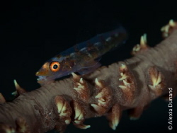 Wire coral goby (Bryaninops yongei) on its coral.

shot... by Alexia Dunand 